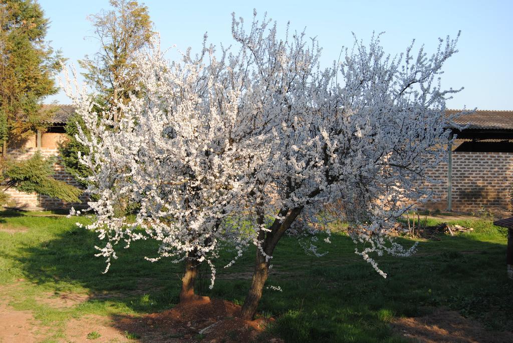 Borghetto  Fattoria Luccianoヴィラ エクステリア 写真