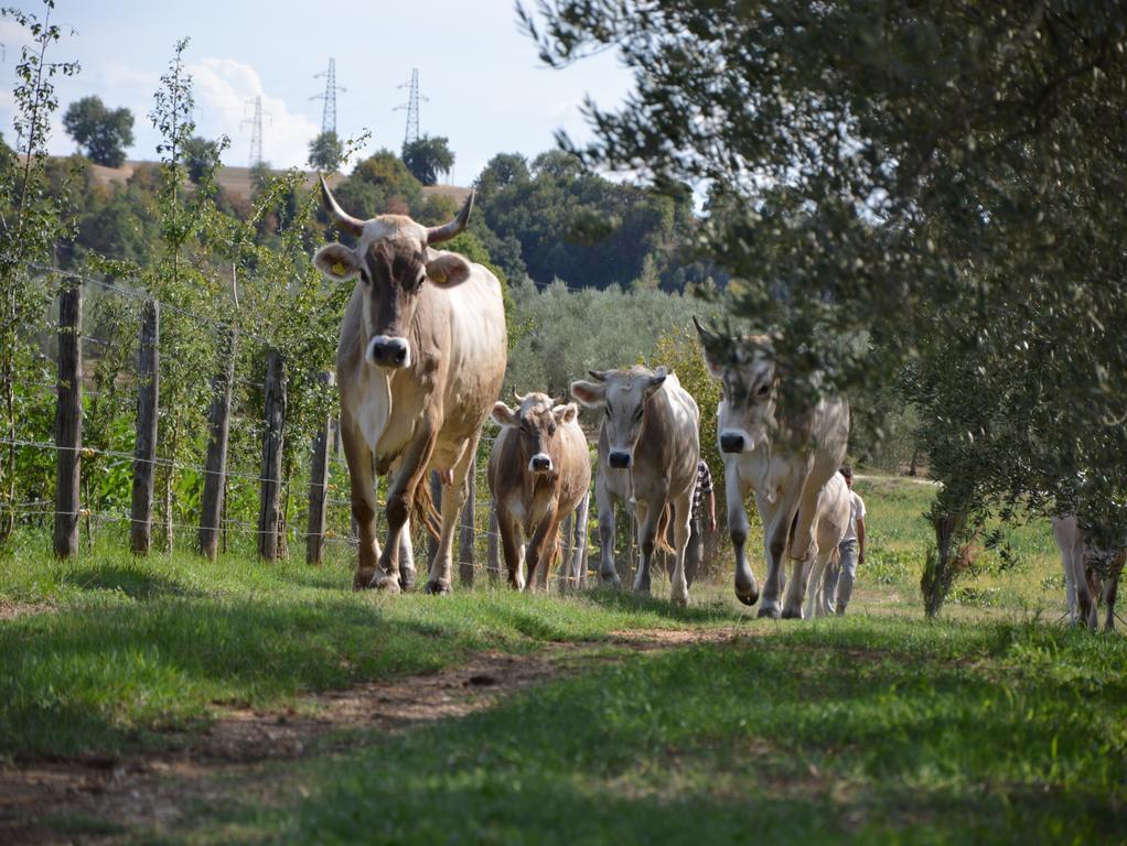 Borghetto  Fattoria Luccianoヴィラ エクステリア 写真